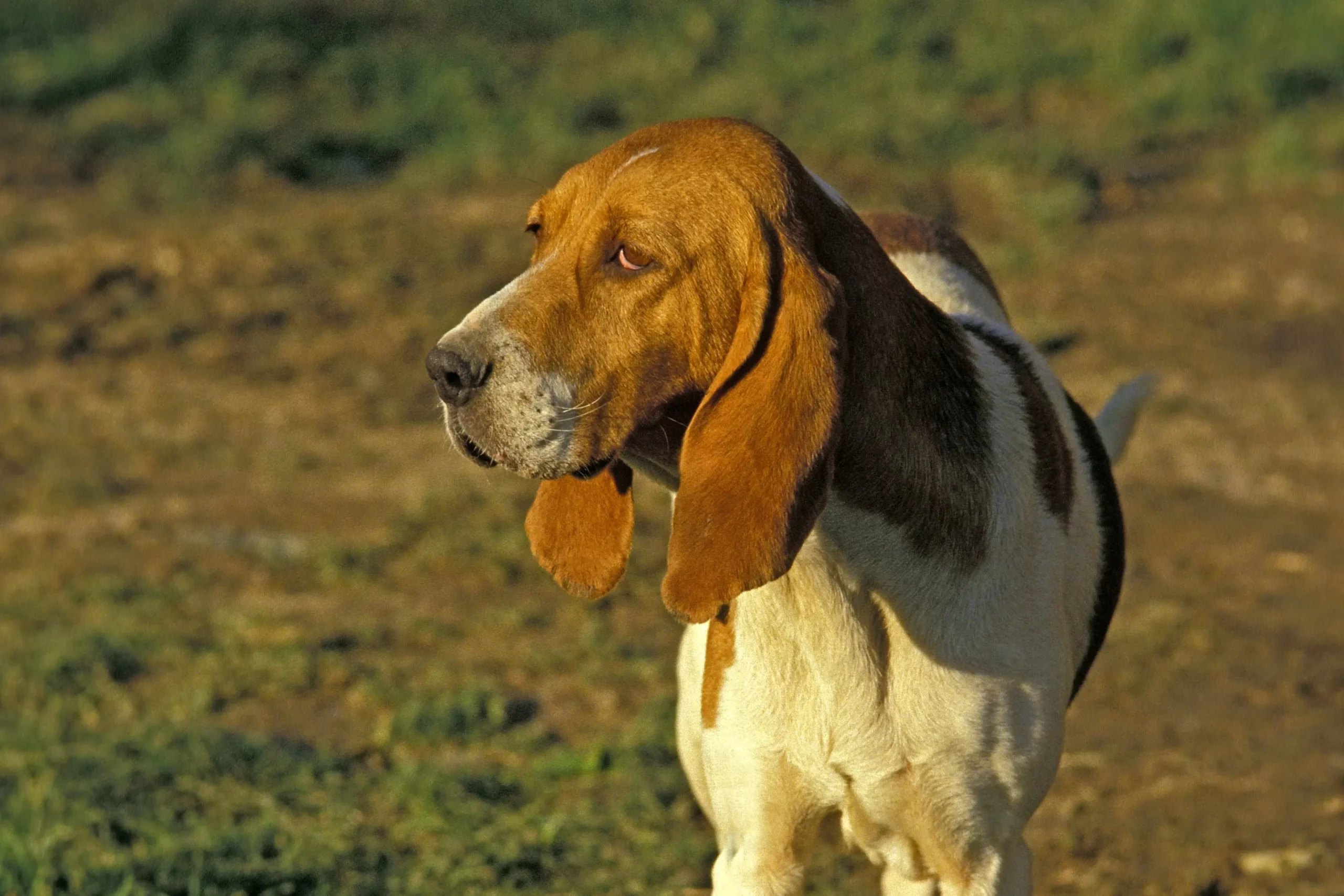 Read more about the article Chien d’Artois tenyésztő