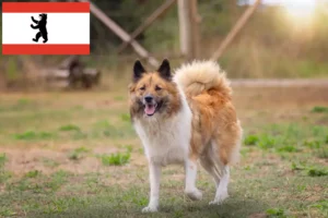 Read more about the article Elo tenyésztők és kiskutyák Berlinben