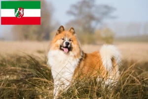 Read more about the article Elo tenyésztők és kiskutyák Észak-Rajna-Vesztfália területén