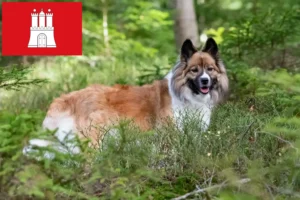 Read more about the article Elo tenyésztők és kölykök Hamburgban