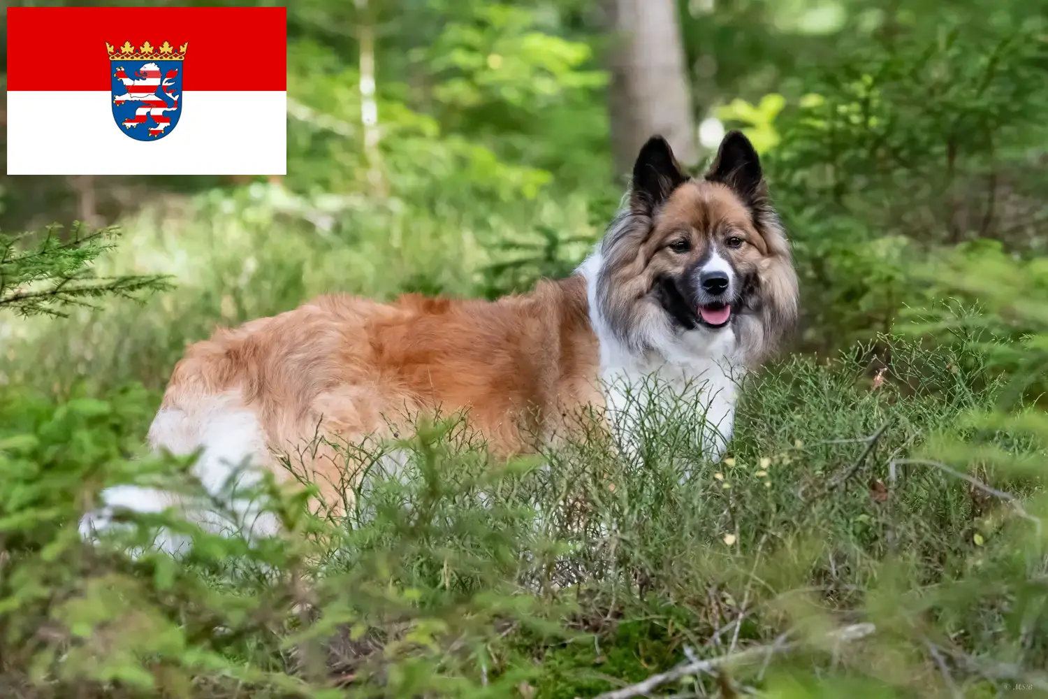 Read more about the article Elo tenyésztők és kiskutyák Hessenben
