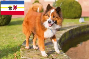 Read more about the article Elo tenyésztők és kiskutyák Mecklenburg-Elő-Pomeránia tartományban