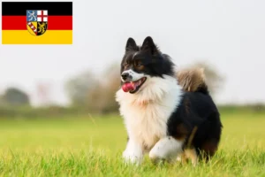 Read more about the article Elo tenyésztők és kölykök Saarlandban