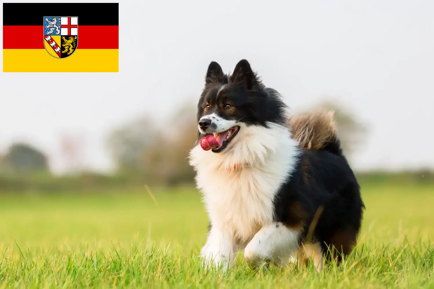 Read more about the article Elo tenyésztők és kölykök Saarlandban