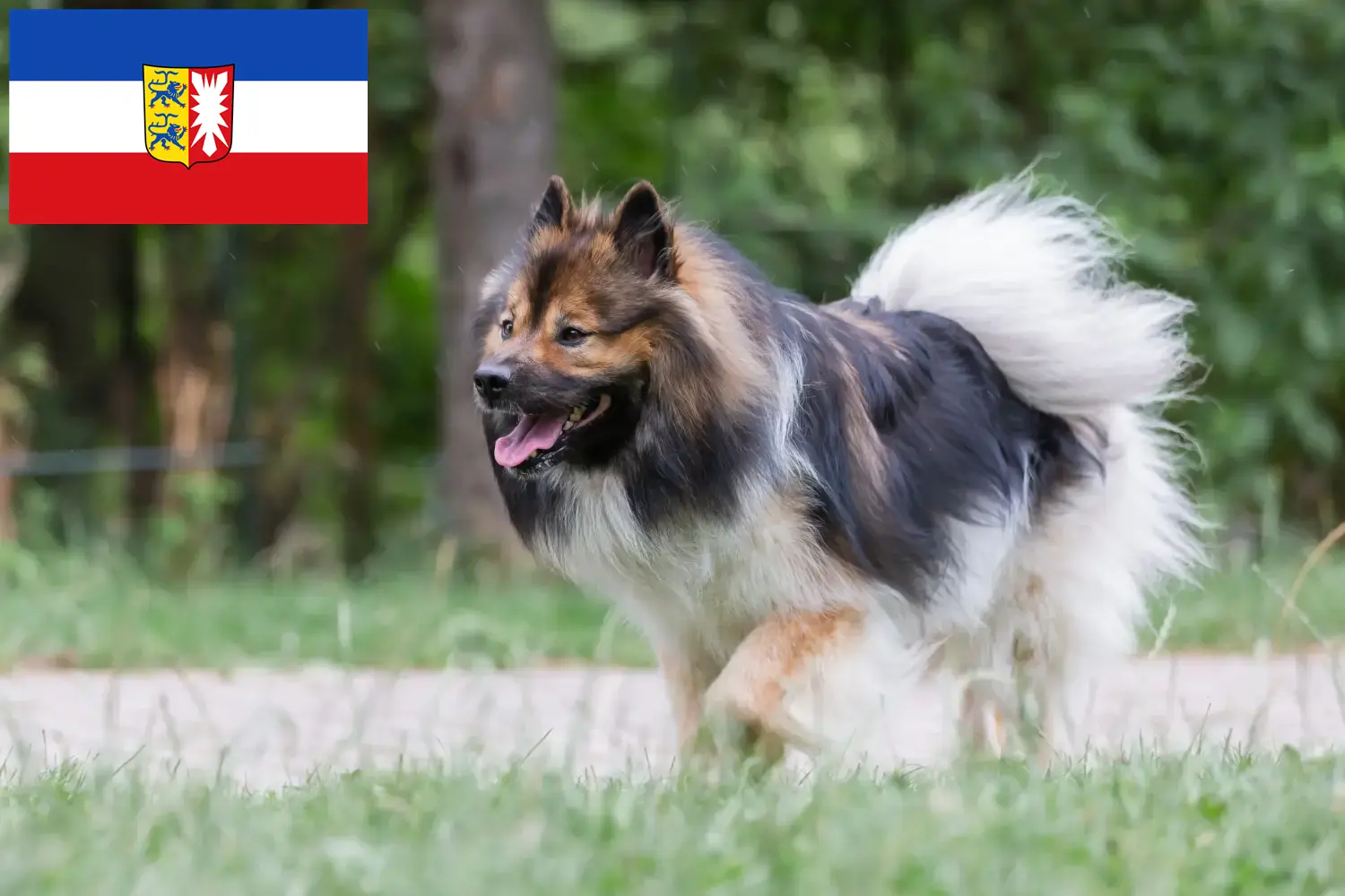 Read more about the article Elo tenyésztők és kiskutyák Schleswig-Holstein tartományban