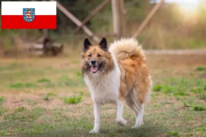 Read more about the article Elo tenyésztők és kiskutyák Türingiában