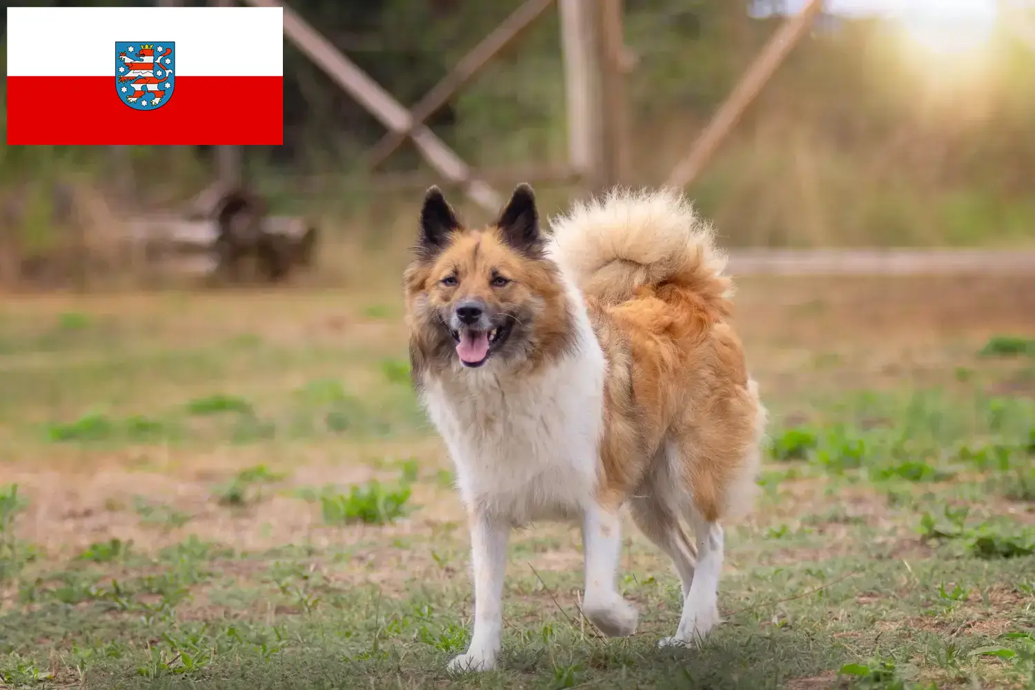 Read more about the article Elo tenyésztők és kiskutyák Türingiában