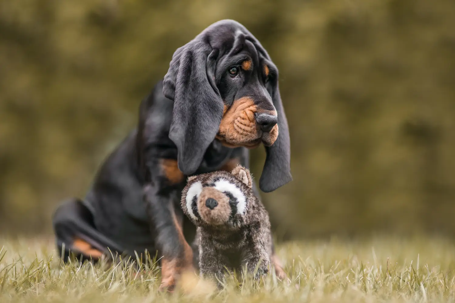 Egy Black and Tan Coonhound kölyökkutya megvásárlása felelősségvállalást jelent! Vásároljon Black and Tan Coonhound kiskutyákat.