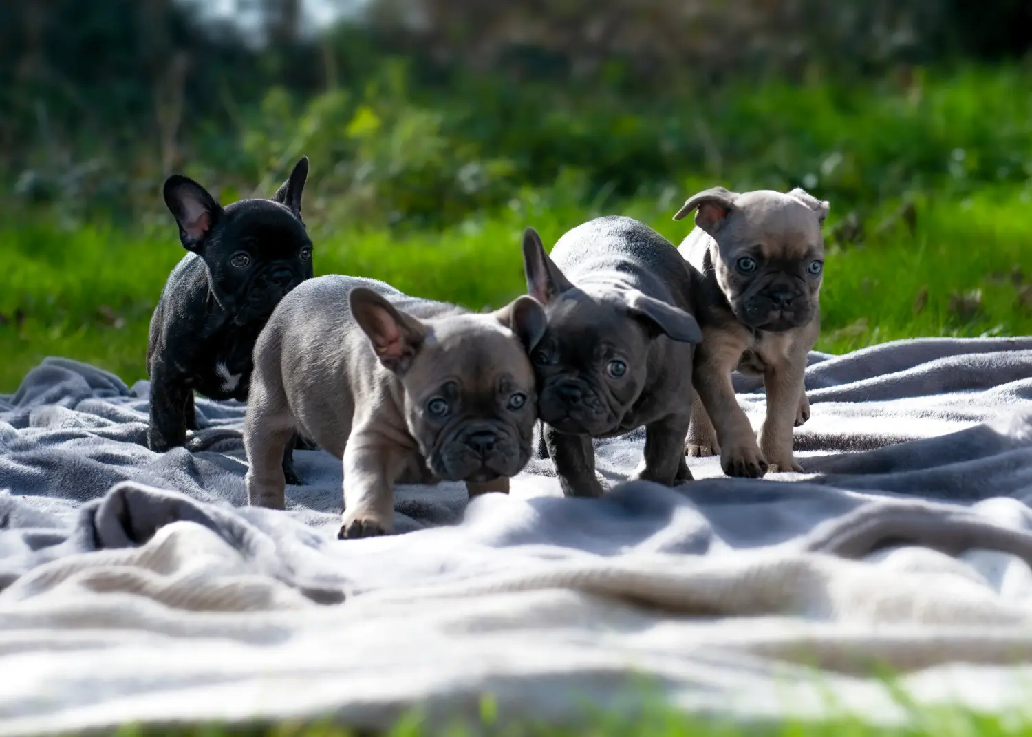Egy francia bulldog kölyökkutya megvásárlása felelősségvállalást jelent! Francia bulldog kölyökkutyák vásárlása.