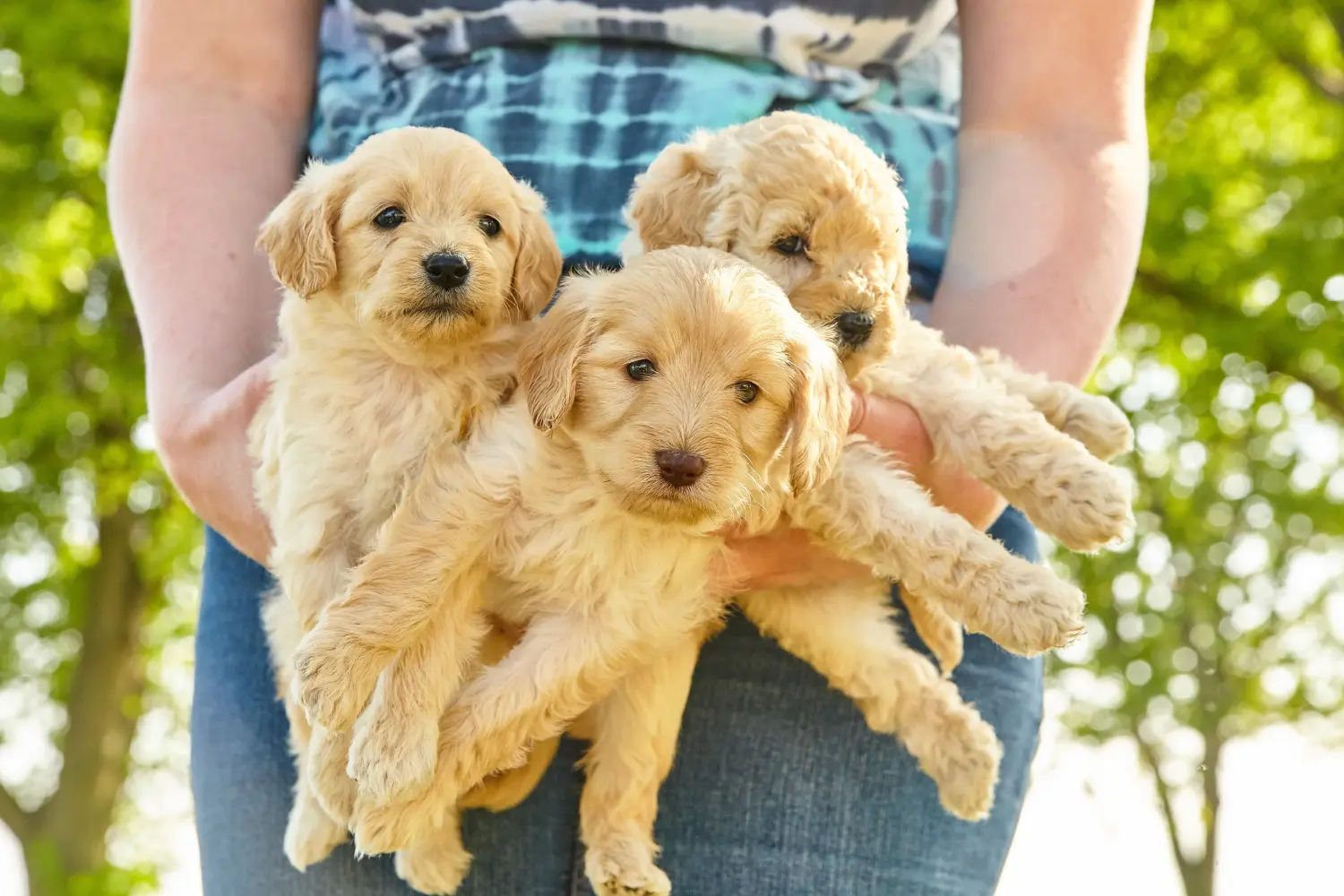 Goldendoodle kölyökkutya vásárlása felelősségvállalást jelent! Vásároljon Goldendoodle kölyökkutyákat.