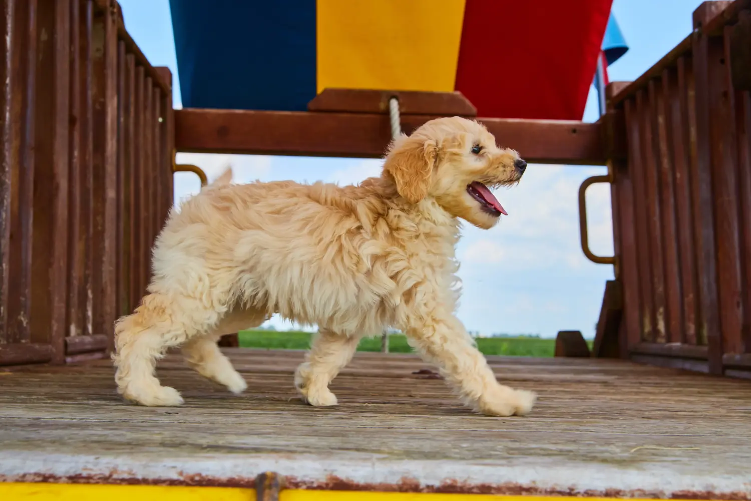 Goldendoodle kölyökkutya vásárlása felelősségvállalást jelent! Vásároljon Goldendoodle kölyökkutyákat.