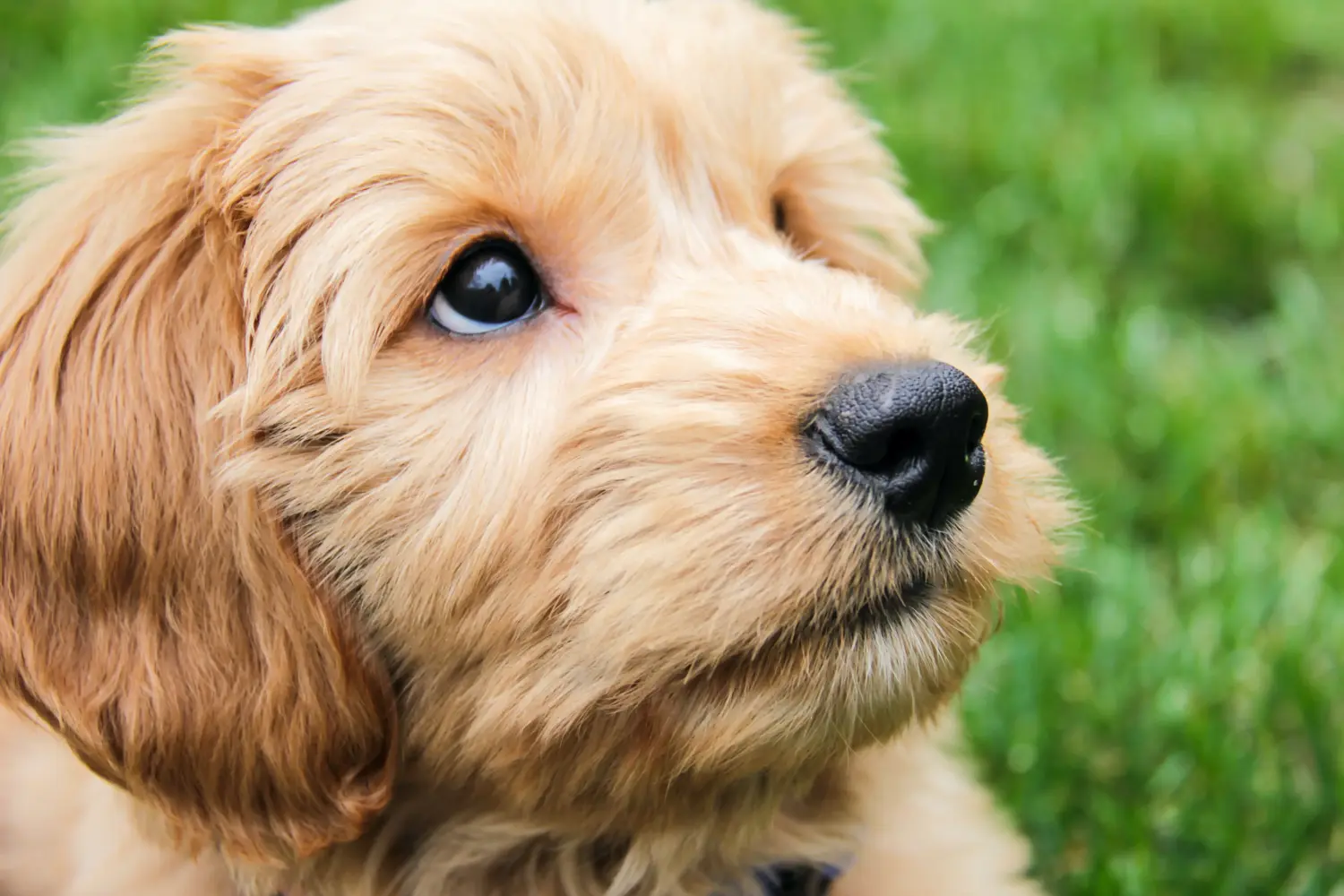 Goldendoodle kölyökkutya vásárlása felelősségvállalást jelent! Vásároljon Goldendoodle kölyökkutyákat.