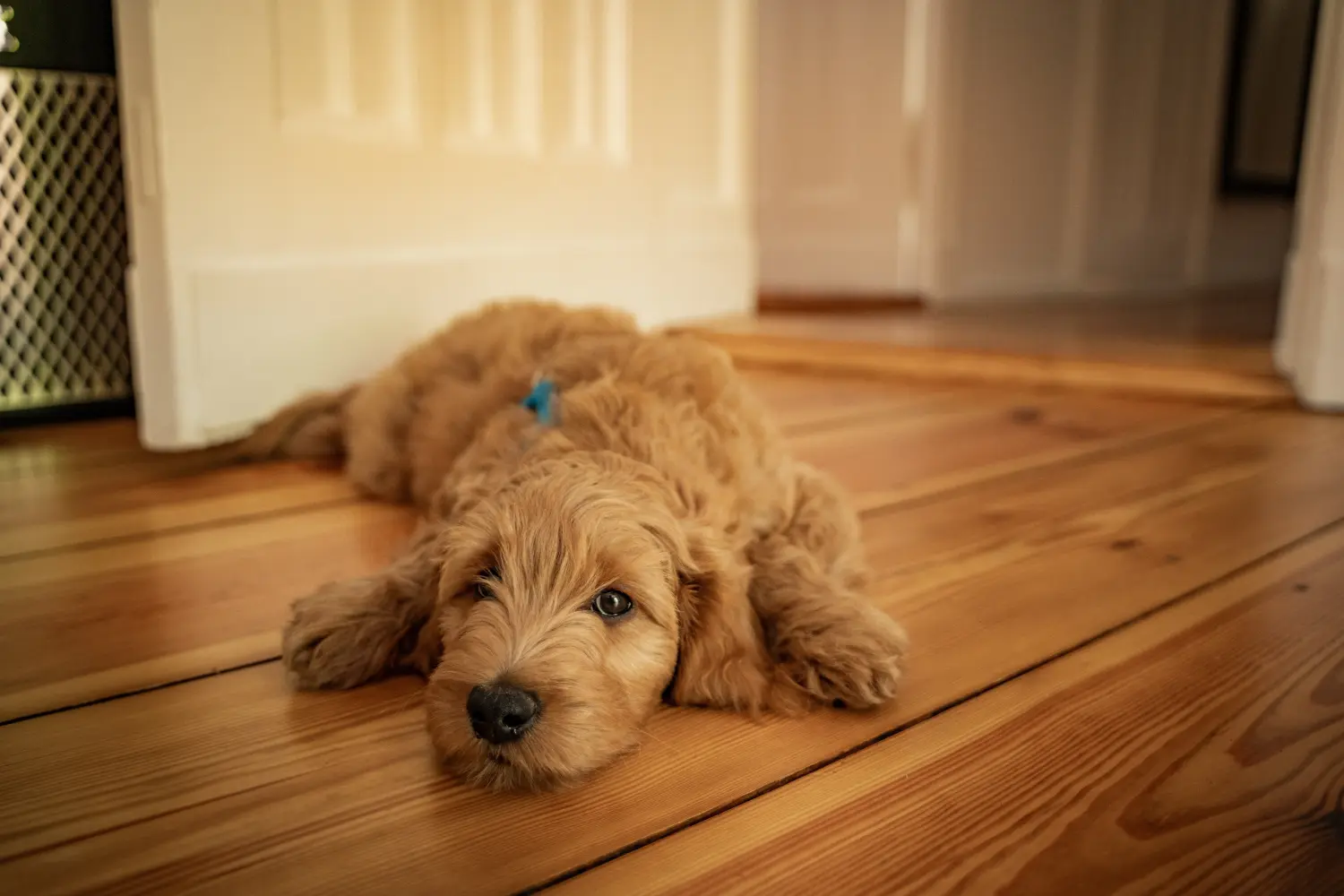 Goldendoodle kölyökkutya vásárlása felelősségvállalást jelent! Vásároljon Goldendoodle kölyökkutyákat.