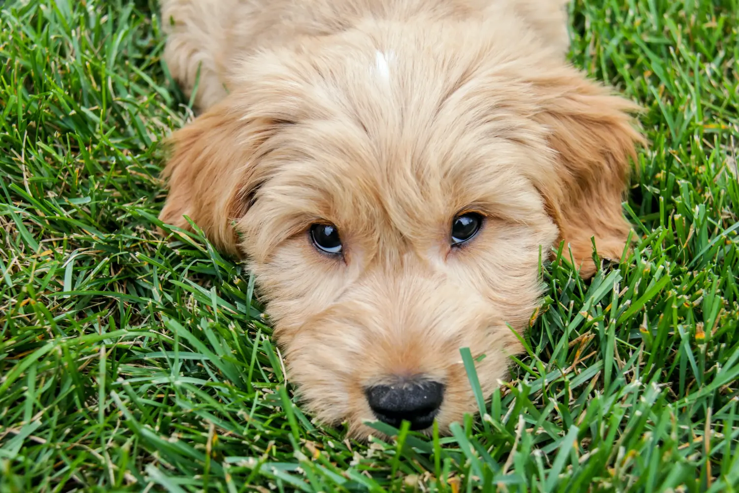 Goldendoodle kölyökkutya vásárlása felelősségvállalást jelent! Vásároljon Goldendoodle kölyökkutyákat.