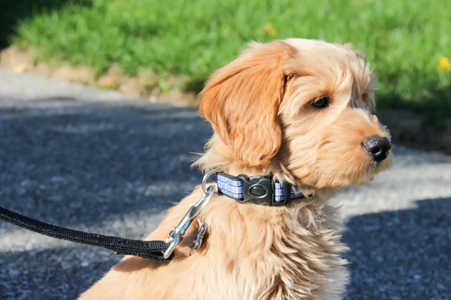 Goldendoodle kölyökkutya vásárlása felelősségvállalást jelent! Vásároljon Goldendoodle kölyökkutyákat.