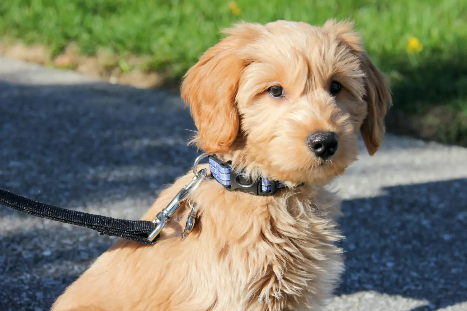 Goldendoodle kölyökkutya vásárlása felelősségvállalást jelent! Vásároljon Goldendoodle kölyökkutyákat.