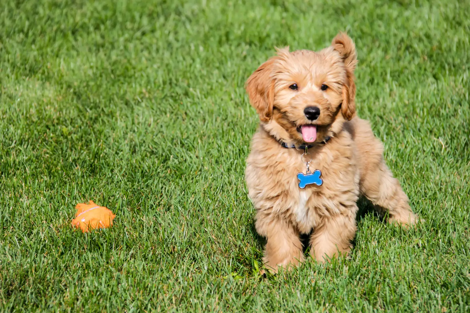 Goldendoodle kölyökkutya vásárlása felelősségvállalást jelent! Vásároljon Goldendoodle kölyökkutyákat.