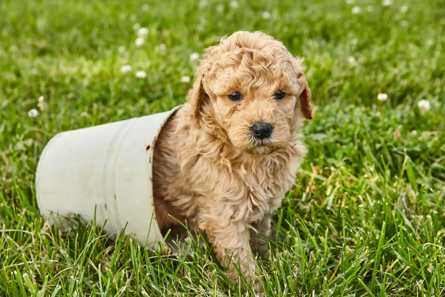 Goldendoodle kölyökkutya vásárlása felelősségvállalást jelent! Vásároljon Goldendoodle kölyökkutyákat.