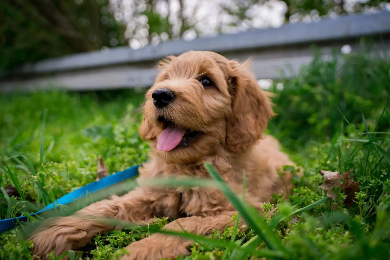 Goldendoodle kölyökkutya vásárlása felelősségvállalást jelent! Vásároljon Goldendoodle kölyökkutyákat.