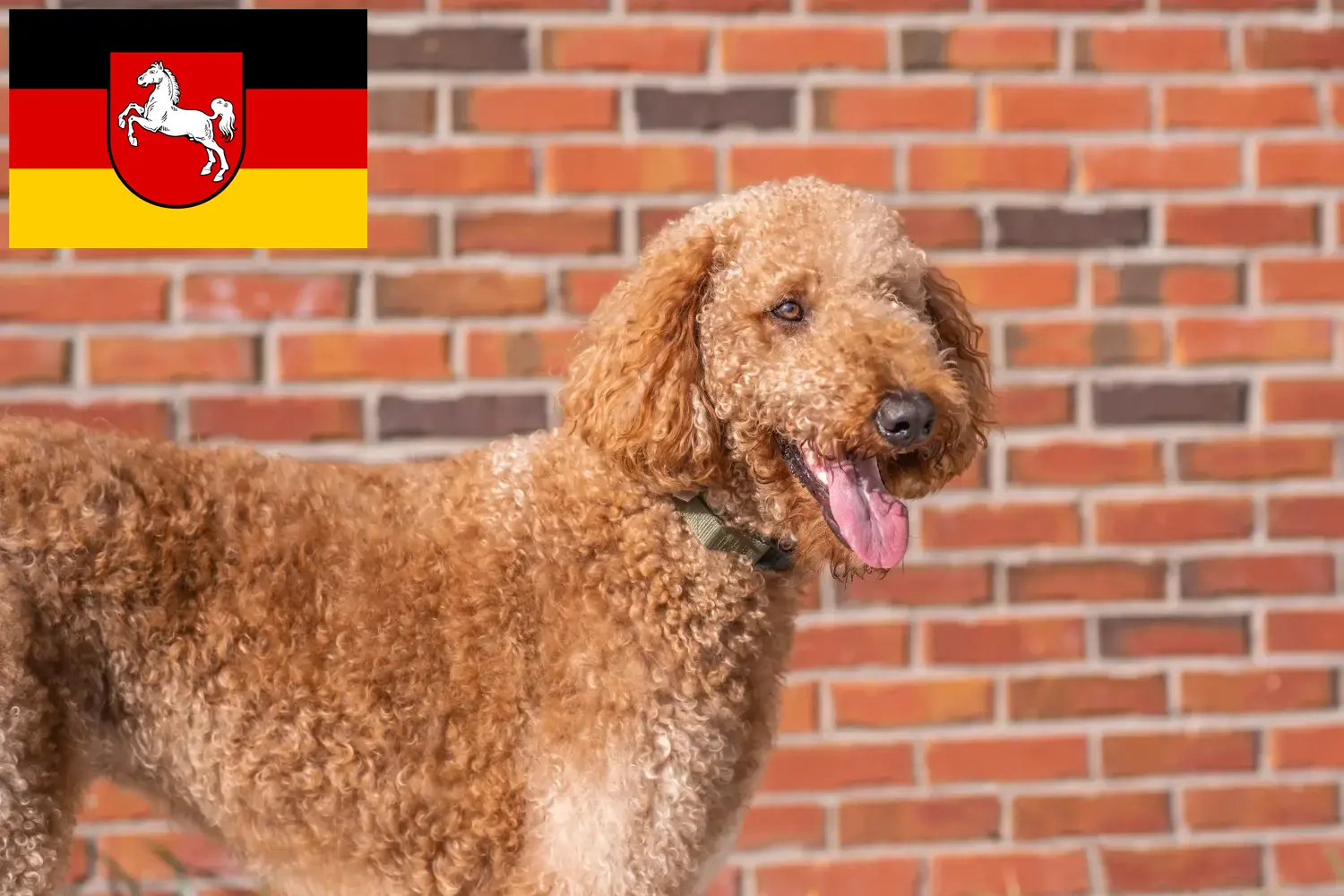 Goldendoodle kölyökkutyák és tenyésztők Alsó-Szászország Itt találhat Goldendoodles tenyésztőket Alsó-Szászországban.