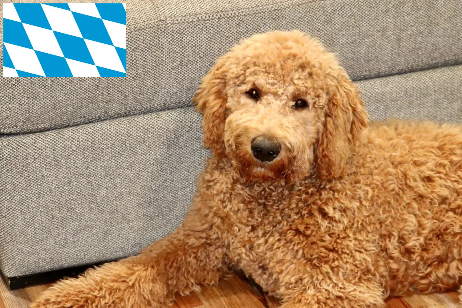 Goldendoodle kiskutyák és tenyésztők Bajorország Itt találsz Goldendoodles tenyésztőket Bajorországban.
