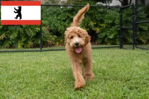 Read more about the article Goldendoodle tenyésztők és kiskutyák Berlinben