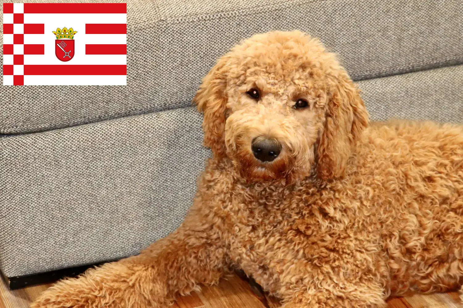 Goldendoodle kiskutyák és tenyésztők Bremen Goldendoodles tenyésztőket Brémában itt találsz.