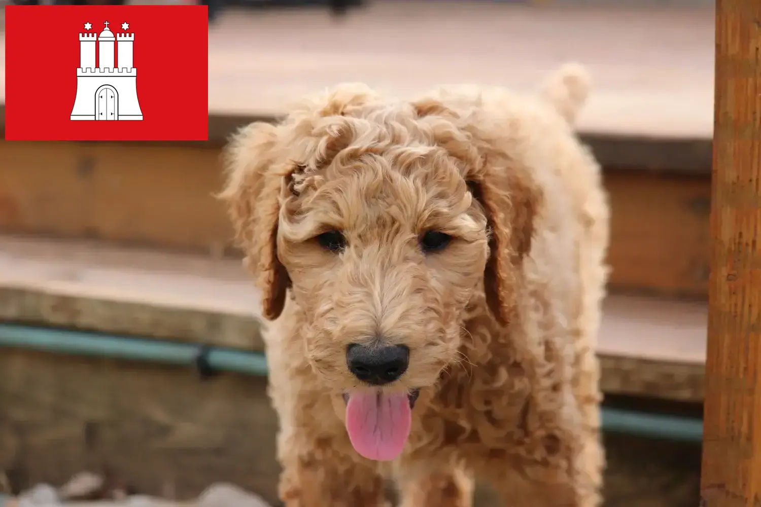Goldendoodle kiskutyák és tenyésztők Hamburg Goldendoodles tenyésztőket Hamburgban itt találsz.