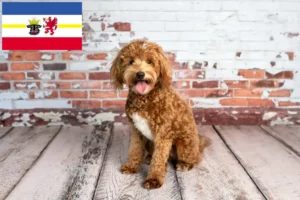 Read more about the article Goldendoodle tenyésztők és kiskutyák Mecklenburg-Elő-Pomeránia tartományban