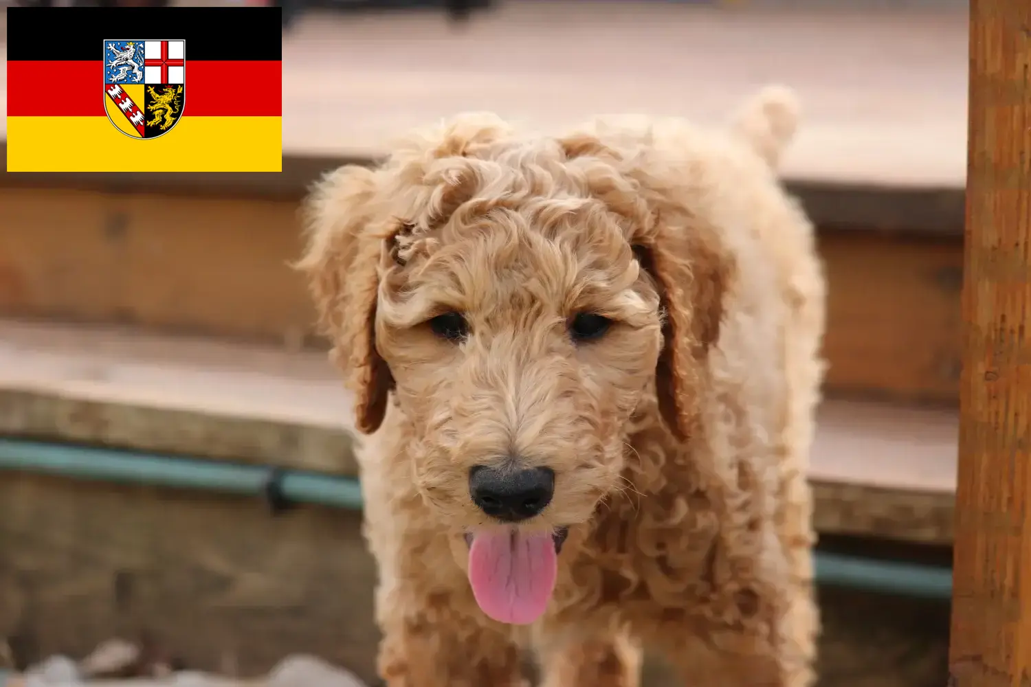Goldendoodle kölykök és tenyésztő Saarland Itt találsz Goldendoodles tenyésztőket Saar-vidéken.