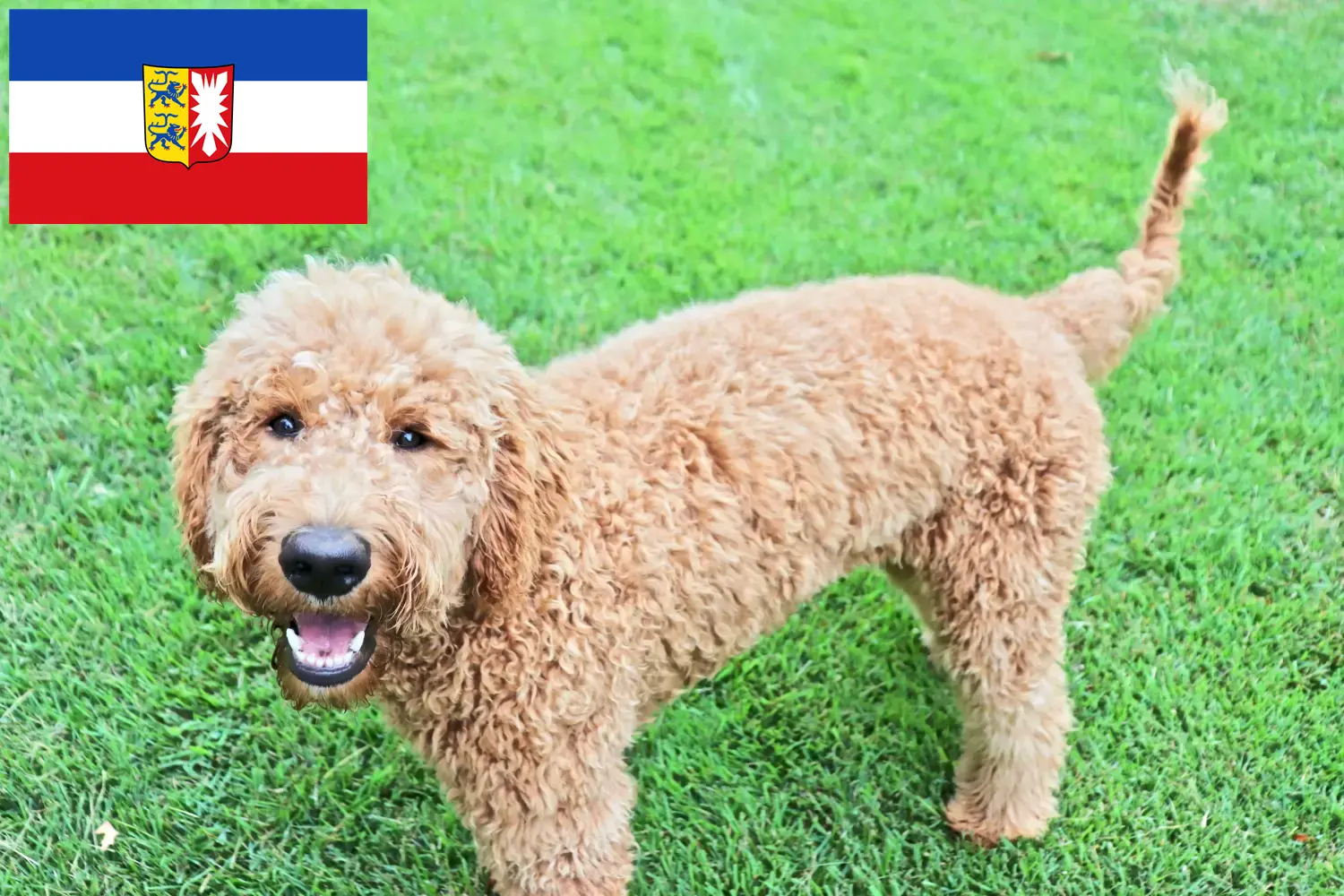 Goldendoodle kölyökkutyák és tenyésztők Schleswig-Holstein Itt találhat Goldendoodles tenyésztőket Schleswig-Holstein területén.