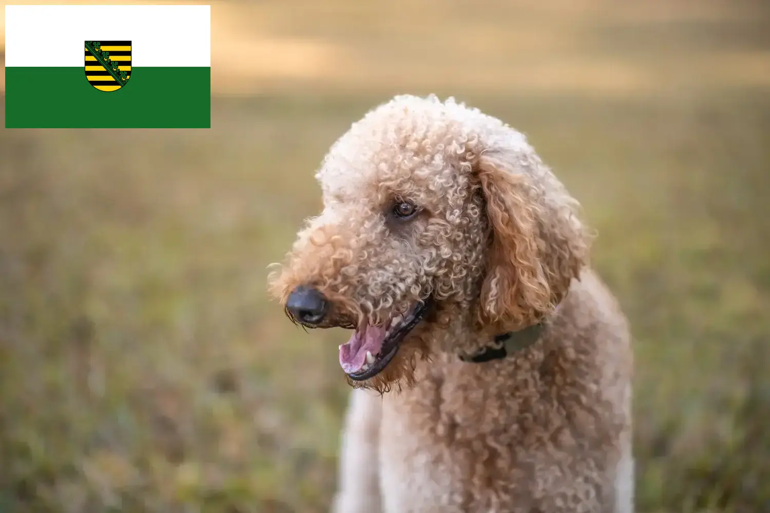 Goldendoodle kiskutyák és tenyésztők Szászország Itt találsz Goldendoodles tenyésztőket Szászországban.