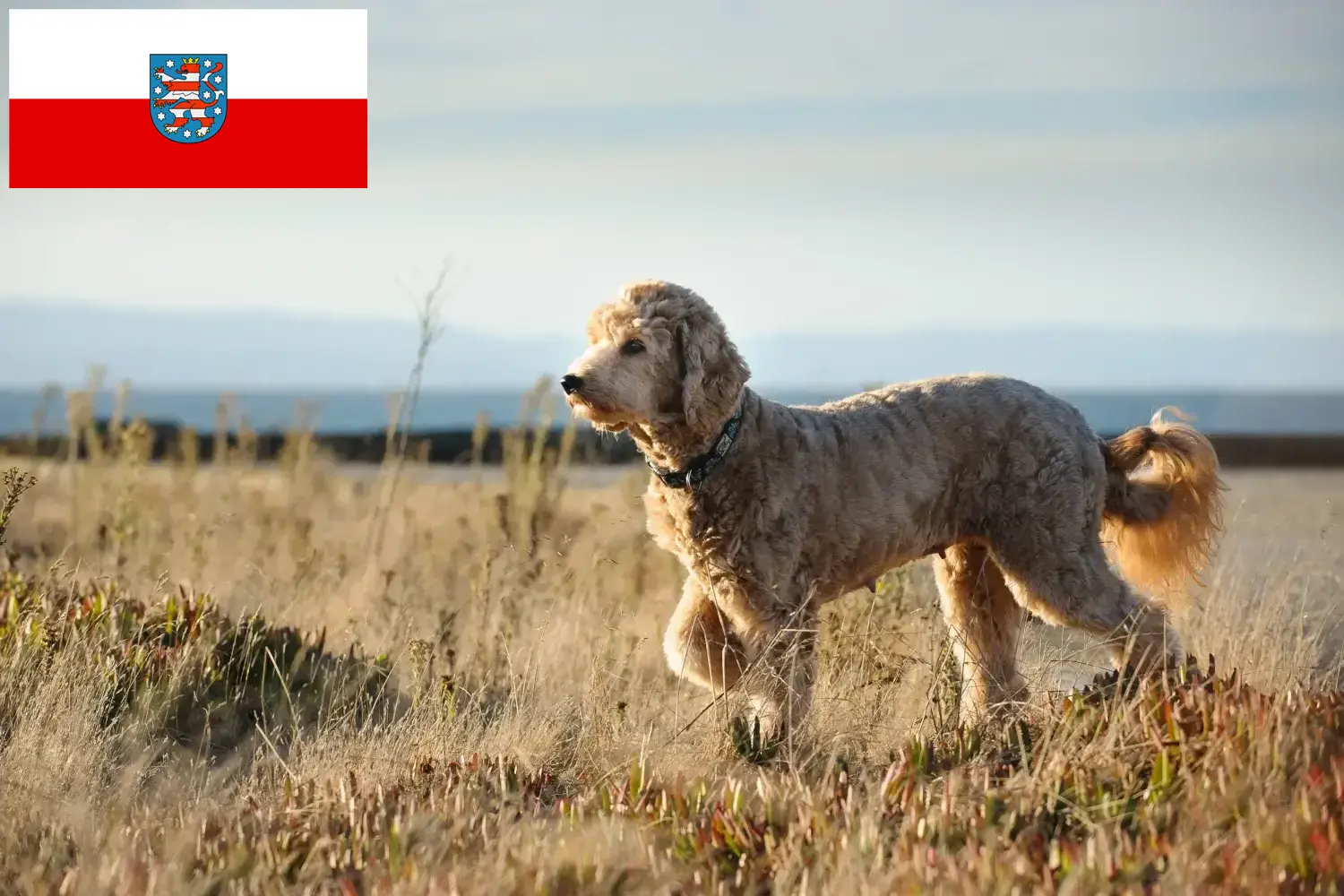 Goldendoodle kiskutyák és tenyésztők Thüringia Itt találsz Goldendoodles tenyésztőket Türingiában.