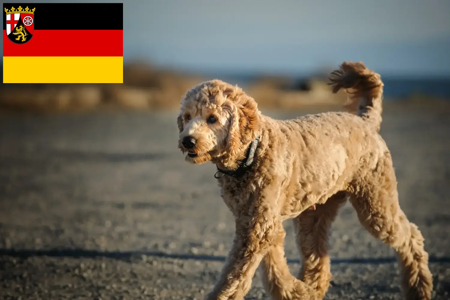 Goldendoodle kölyökkutyák és tenyésztők Rajna-vidék-Pfalz Itt találsz Goldendoodles tenyésztőket Rajna-vidék-Pfalzban.