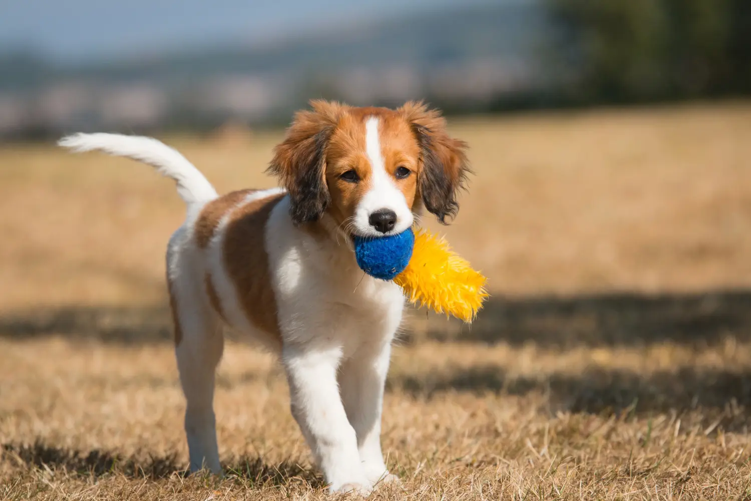 Holland Kooikerhondje kiskutya vásárlása felelősségvállalást jelent! Vásároljon holland Kooikerhondje kiskutyákat.
