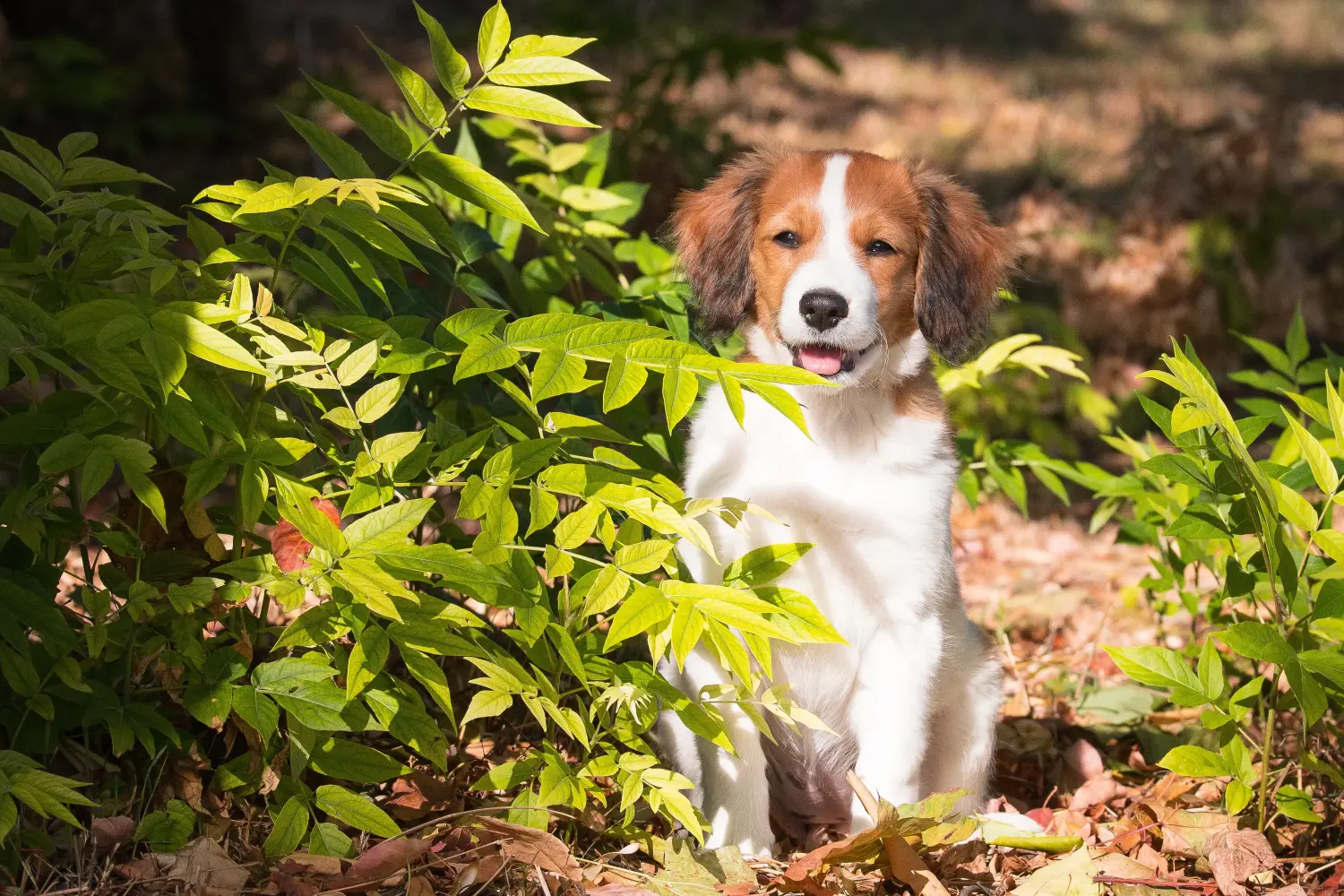 Holland Kooikerhondje kiskutya vásárlása felelősségvállalást jelent! Vásároljon holland Kooikerhondje kiskutyákat.