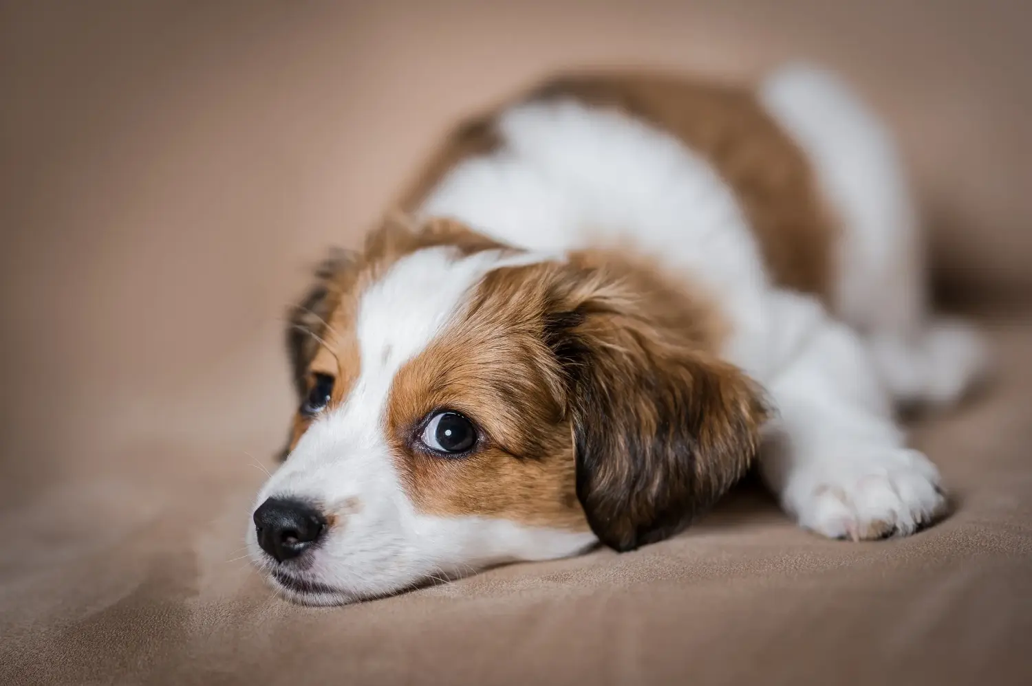 Holland Kooikerhondje kiskutya vásárlása felelősségvállalást jelent! Vásároljon holland Kooikerhondje kiskutyákat.