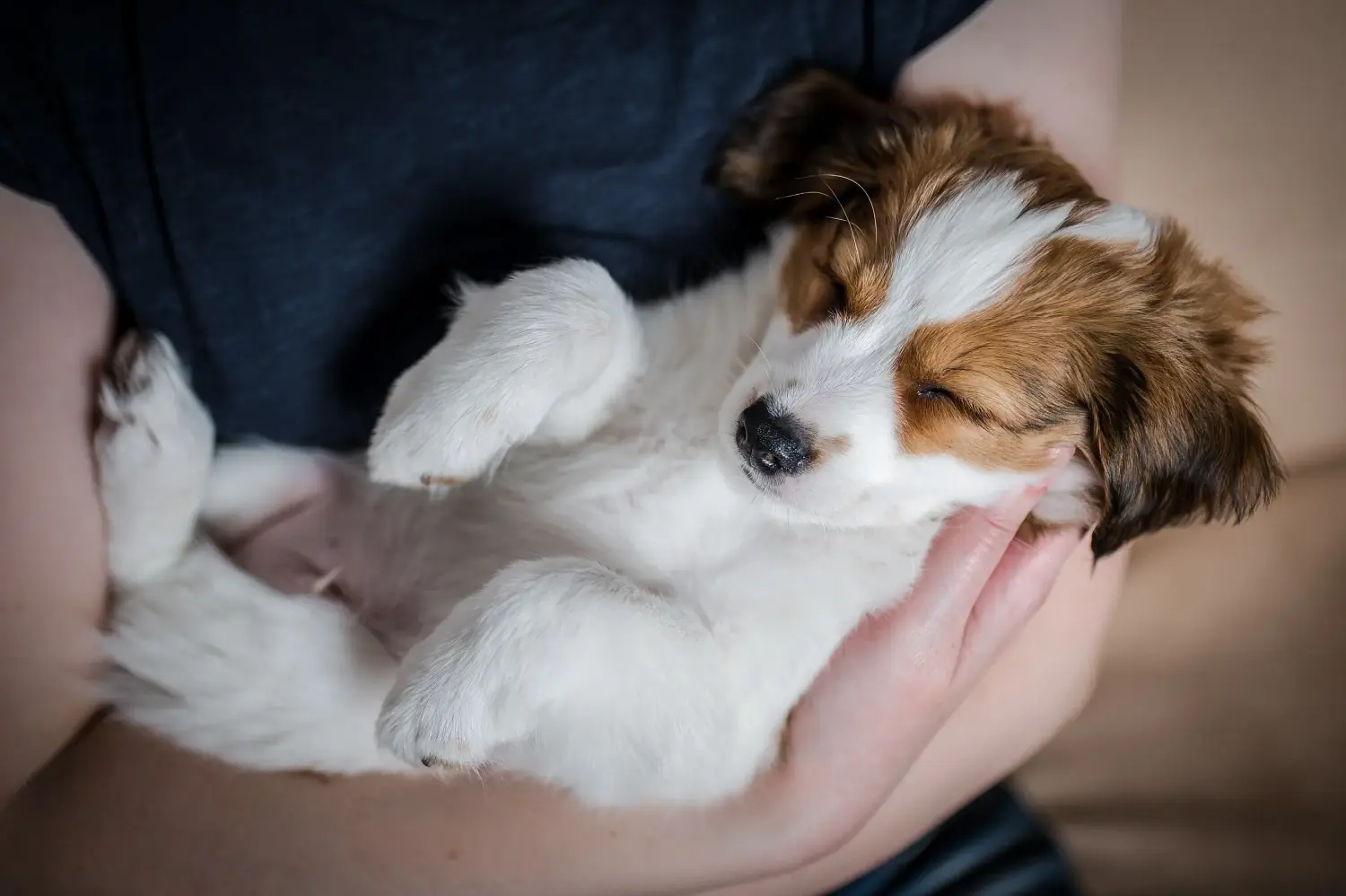 Holland Kooikerhondje kiskutya vásárlása felelősségvállalást jelent! Vásároljon holland Kooikerhondje kiskutyákat.