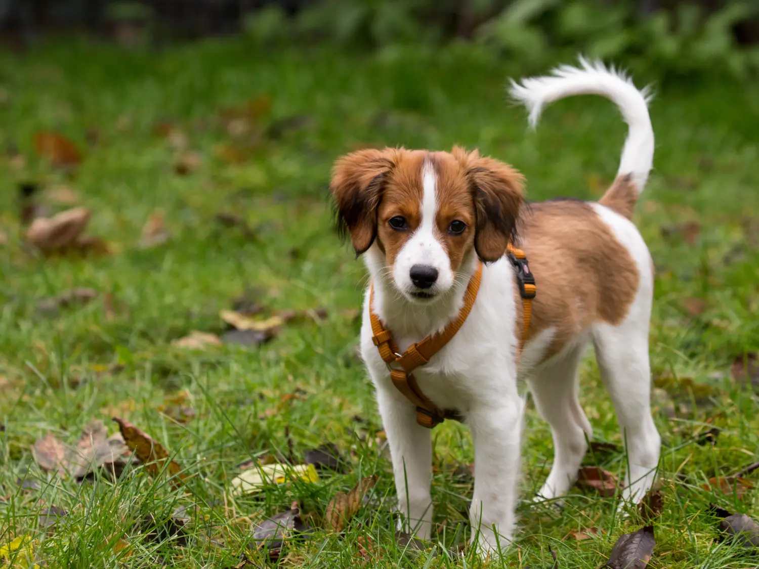 Holland Kooikerhondje kiskutya vásárlása felelősségvállalást jelent! Vásároljon holland Kooikerhondje kiskutyákat.