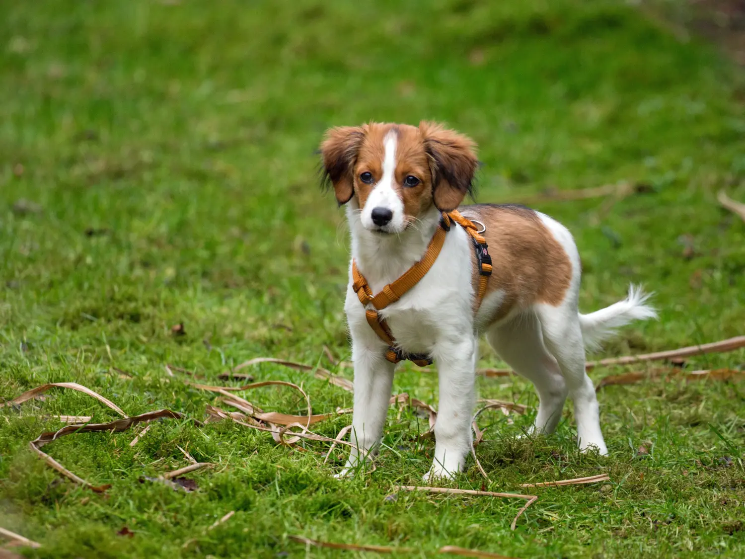 Holland Kooikerhondje kiskutya vásárlása felelősségvállalást jelent! Vásároljon holland Kooikerhondje kiskutyákat.