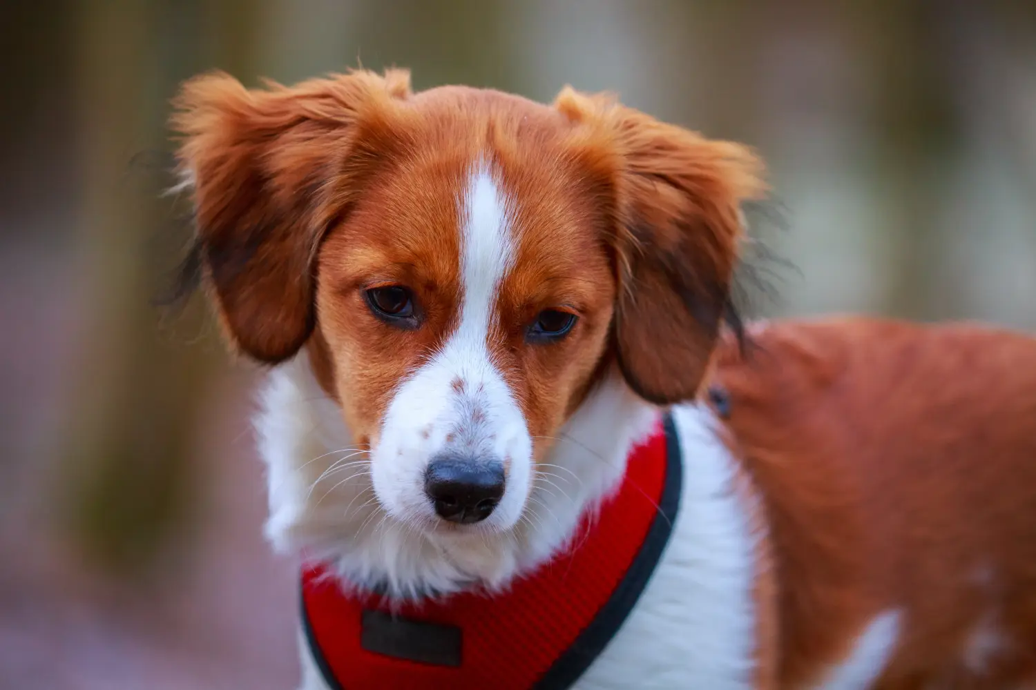 Holland Kooikerhondje kiskutya vásárlása felelősségvállalást jelent! Vásároljon holland Kooikerhondje kiskutyákat.