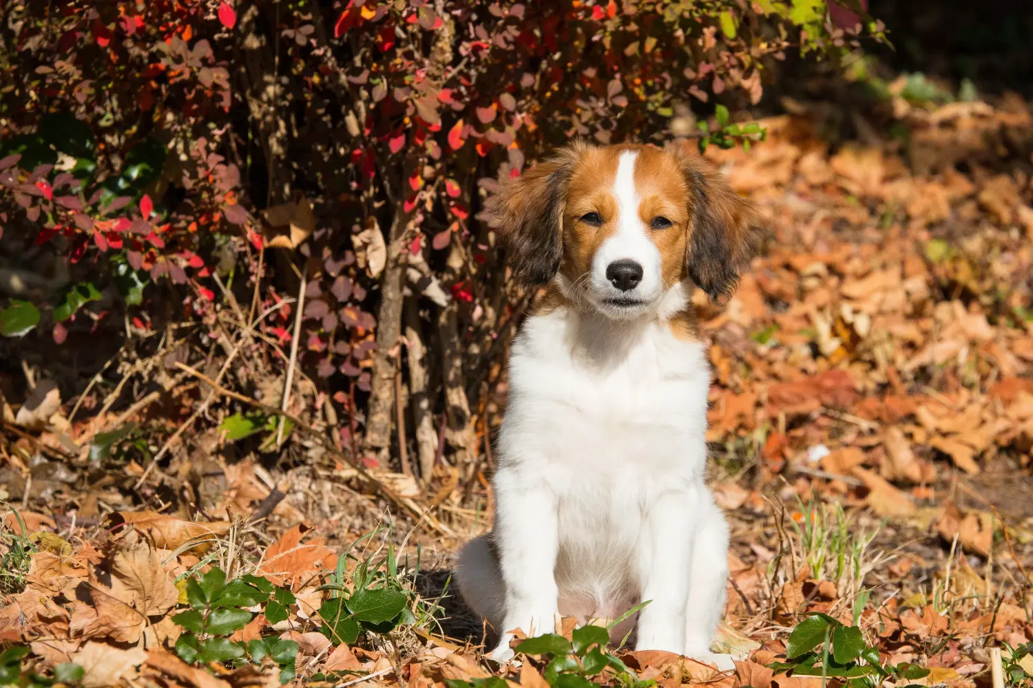 Holland Kooikerhondje kiskutya vásárlása felelősségvállalást jelent! Vásároljon holland Kooikerhondje kiskutyákat.