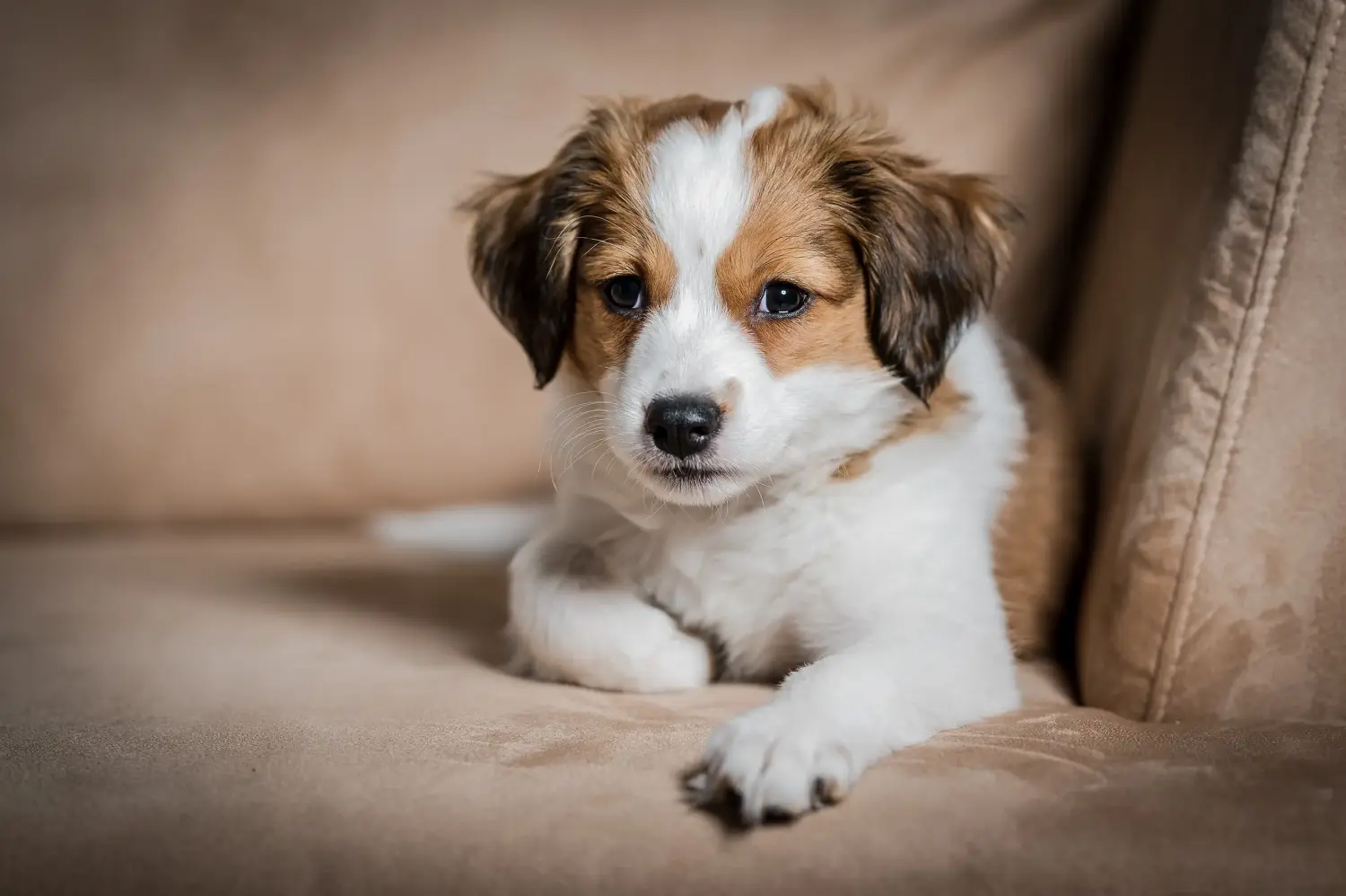 Holland Kooikerhondje kiskutya vásárlása felelősségvállalást jelent! Vásároljon holland Kooikerhondje kiskutyákat.
