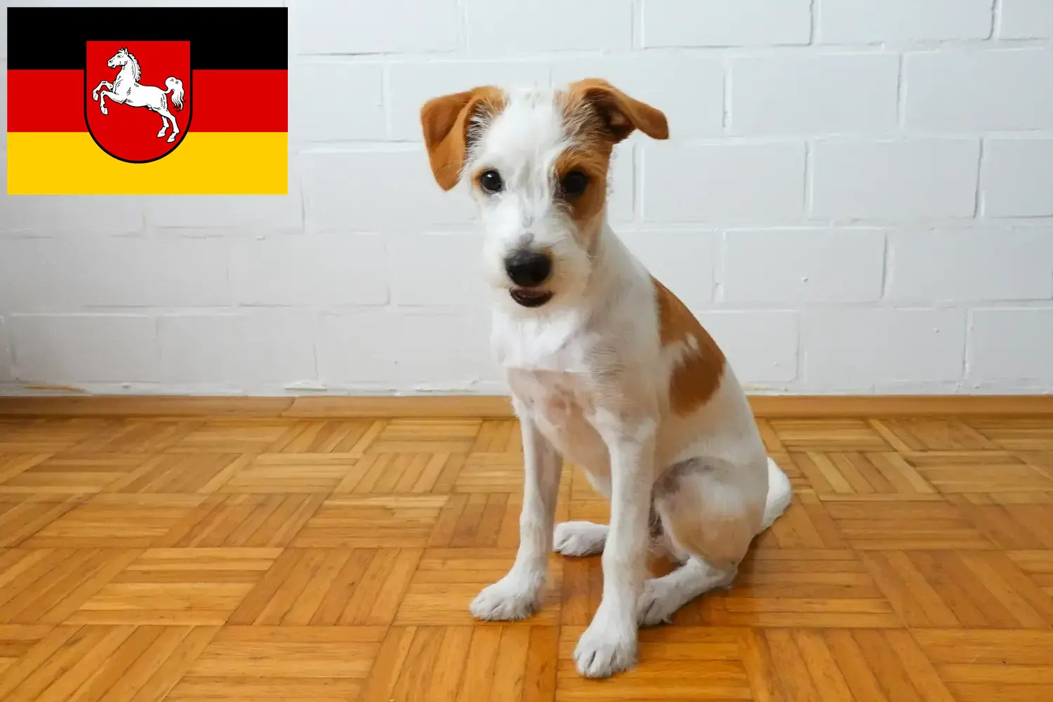 Read more about the article Kromfohrländer tenyésztők és kiskutyák Alsó-Szászországban
