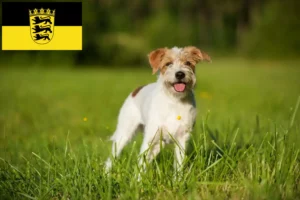 Read more about the article Kromfohrländer tenyésztők és kölykök Baden-Württembergben