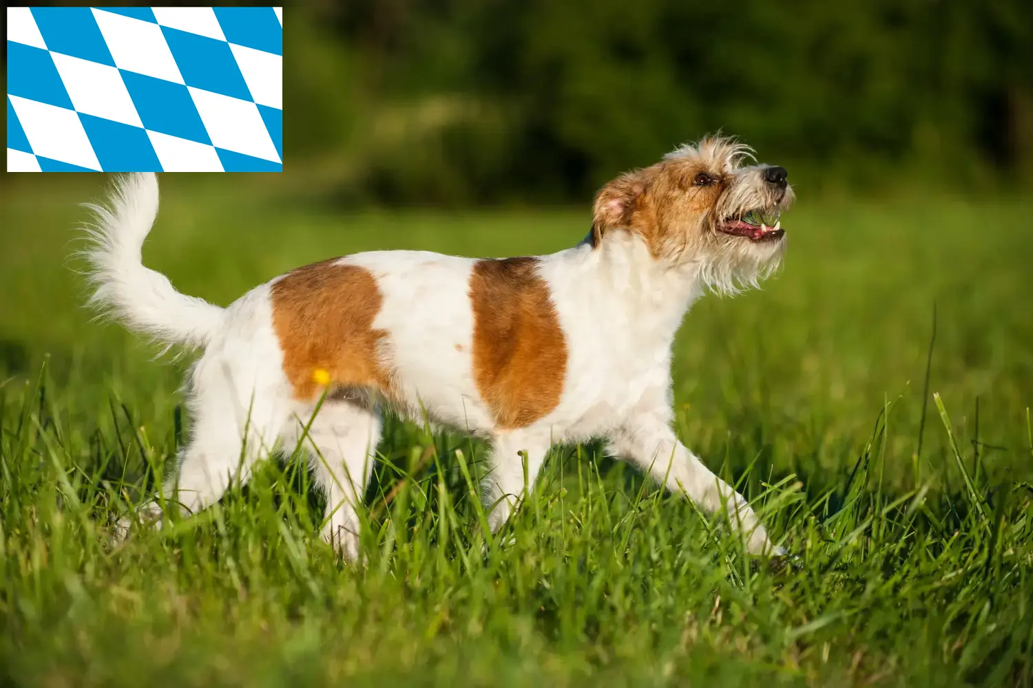 Kromfohrländer kiskutyák és tenyésztők Bajorország Itt találhat Kromfohrländer tenyésztőket Bajorországban.
