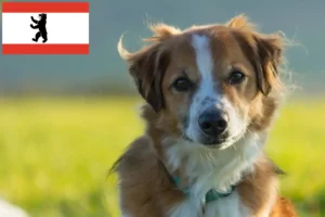 Read more about the article Kromfohrländer tenyésztők és kiskutyák Berlinben