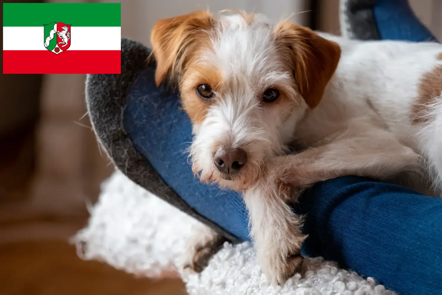 Read more about the article Kromfohrländer tenyésztők és kiskutyák Észak-Rajna-Vesztfália területén