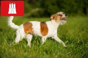 Read more about the article Kromfohrländer tenyésztők és kölykök Hamburgban