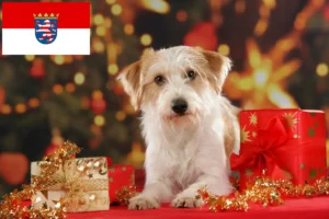 Read more about the article Kromfohrländer tenyésztők és kiskutyák Hessenben